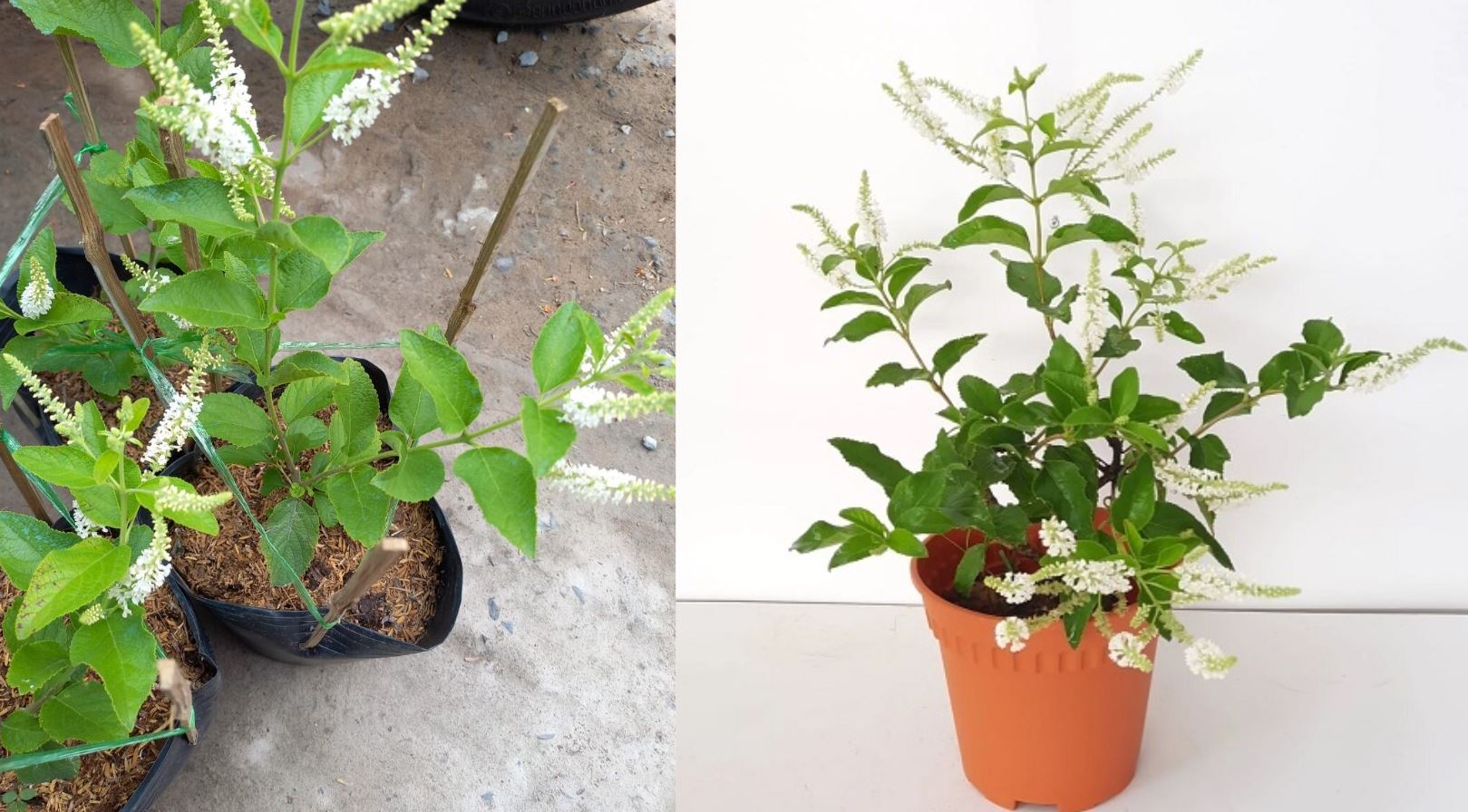 Cách trồng cây Bạch Trầm Hương